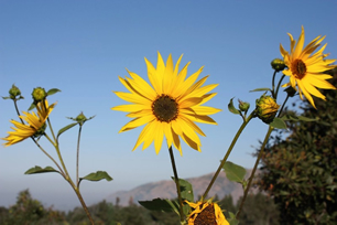 california sunflower